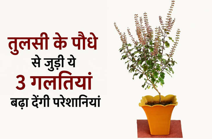 तुलसी रखते समय न करें ये 3 गलतियां, वरना बढ़ सकता है वास्तु दोष और परेशानियां