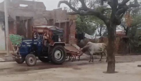 सांड को ट्रैक्टर के पीछे बांधकर घसीटा, युवक को कान पकड़कर पूरे गांव में घुमाया, 'मुर्गा' बनाकर दी सजा