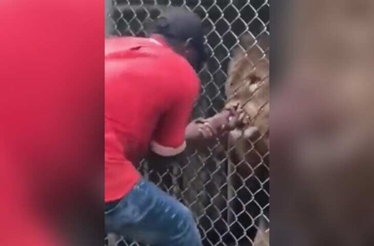 पिंजरे के पास शख्स की टांगे पकड़कर शेर ने मचाया आतंक! खंजर जैसे घुसे नाखून,&nbsp;वीडियो देख लोगों की चीखें निकल गईं