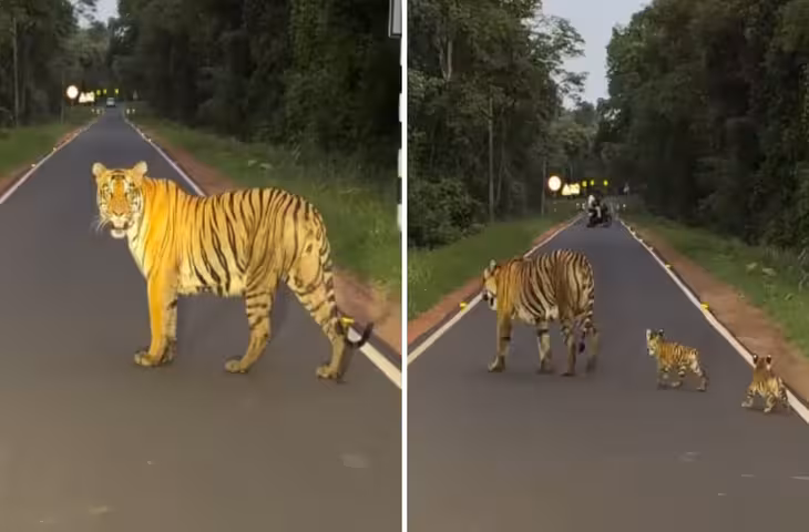 जंगल सफारी के दौरान दिखा खूबसूरत पल! शावकों के साथ सड़क पर चली 'छोटी मधु' टाइगर, वीडियो वायरल