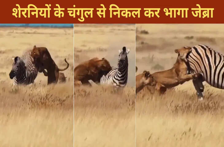  शेरनियों के बीच से निकला जेब्रा, यूं बचाई जान, हिम्मत देख दंग रह गए लोग