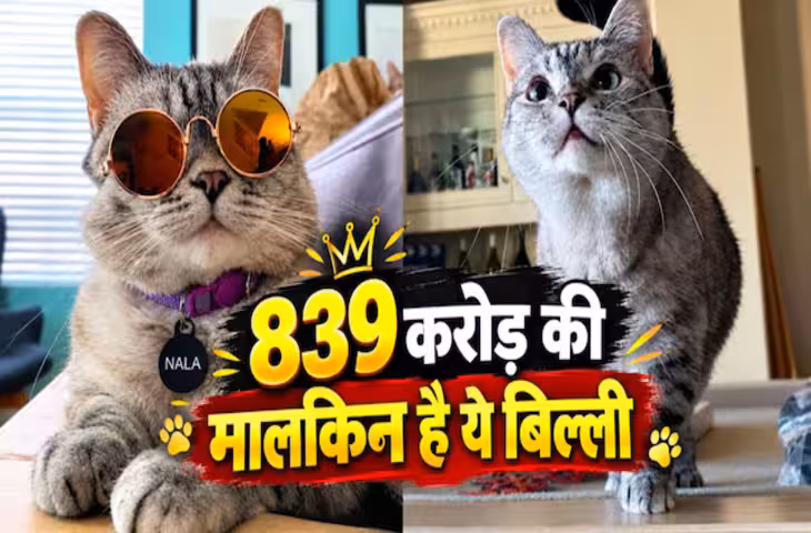 दुनिया की सबसे अमीर बिल्ली, 839 करोड़ की है मालकिन, Instagram पर 42 लाख से ज्यादा लोग करते हैं फॉलो!