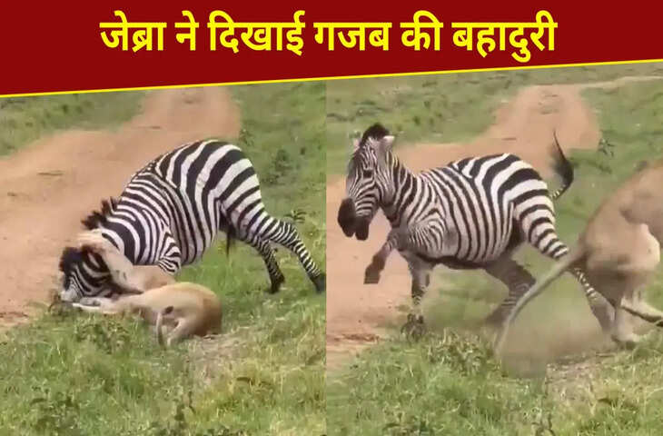 कमजोर पड़ी ‘जंगल की रानी’, जेब्रा ने यूं दिखाया दम और बचा ली जान, VIDEO कर देगा हैरान