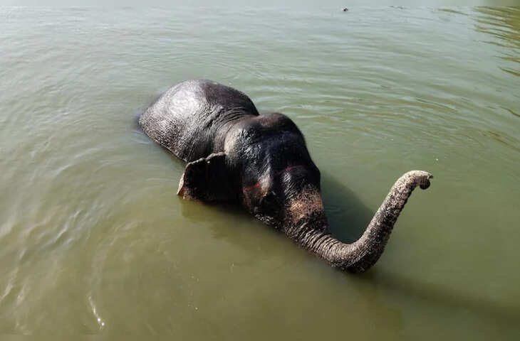 जयपुर में हाथियों को ख&zwj;िलाया जा रहा तरबूज और ककड़ी, पिलाया जा रहा सत्&zwj;तू और नार&zwj;ियल पानी&nbsp;