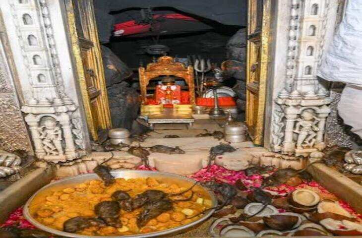बीकानेर के करणी माता मंदिर में उमड़ा श्रद्धा का सैलाब, देश-विदेश से पहुंच रहे श्रद्धालु
