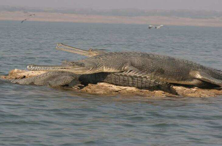 चंबल नदी: राजस्थान की जीवनरेखा और ऐतिहासिक नदी