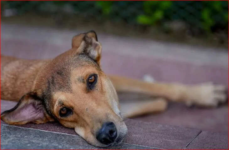 मोतिहारी में युवक ने किया कुत्ते की हत्या कर मांस बेचने का सनसनीखेज मामला, गांव में हड़कंप