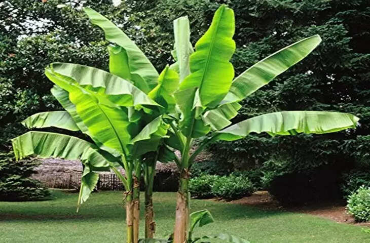 best vastu tips for banana tree at home&nbsp;