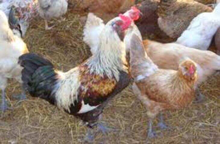 चोंच पैनी करने के लिए रगडे जाते है कांच, खूनी जंग के लिए ऐसे तैयार किए जाते हैं मुर्गे? लाखों में लगते है सट्टे