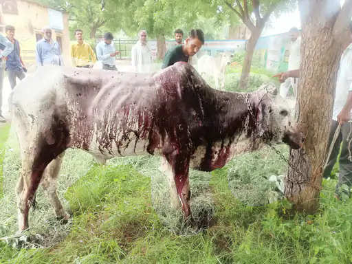 Sikar सीकर में युवाओं ने बीमार गायों को किया आइसोलेट