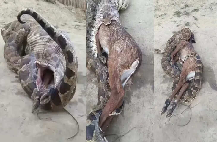 नीलगाय के बच्चे को जिंदा निगल गया अजगर, पेट फूला तो उगल दिया; VIDEO सोशल मीडिया पर वायरल