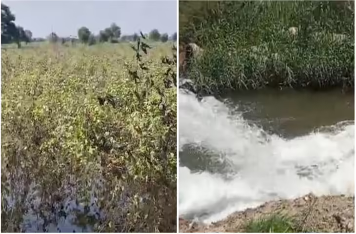 हिसार में 90 गांवों में फसलें डूबी, सिंचाई विभाग जल निकासी में जुटा