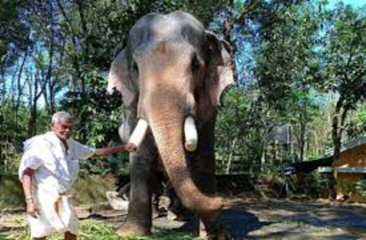 महावत की मौत के बाद हाथी पहुंचा अंतिम दर्शन के लिए, भावुक कर देने वाला वीडियो वायरल