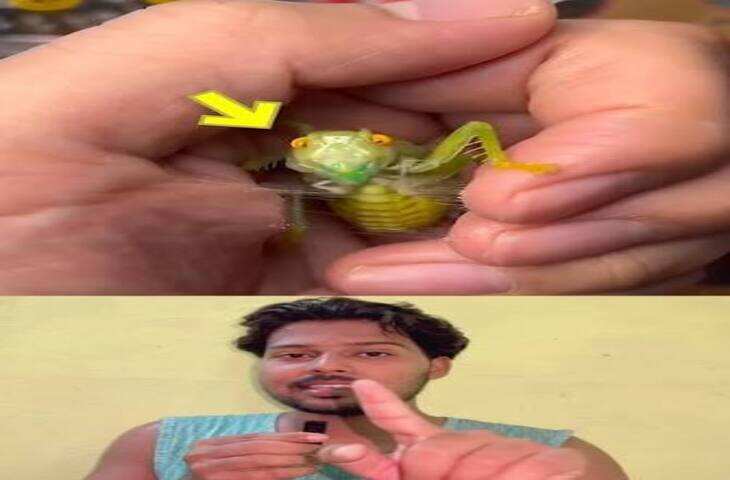 Viral Video: प्लेट में दिखी काली परत को लोग समझ बैठे चींटियां, गौर से देखने पर उठे कई सवाल