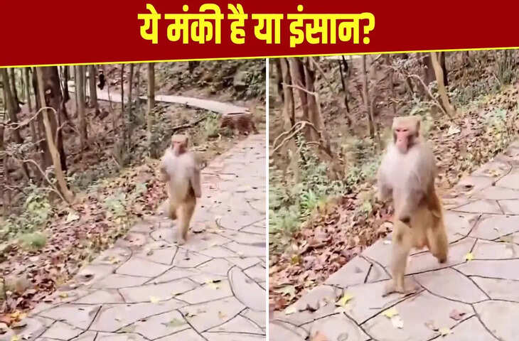 इंसानों की तरह दो पैरों पर दौड़ता दिखा बंदर, Viral Video ने चौंकाया, वजह जान रह जाएंगे हैरान