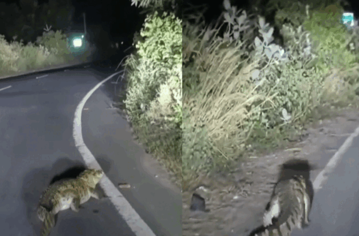 कुशीनगर के खड्डा इलाके में सड़क पर दिखा विशाल मगरमच्छ, रात में मची अफरा-तफरी