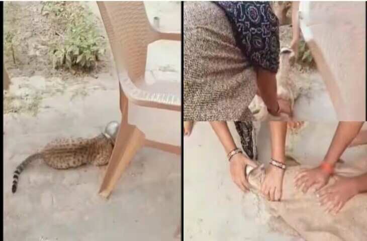 दूध पीने के चक्कर में लोटे में फंस गया बिल्ली का मुंह, वीडियो देखकर नहीं रुकेगी हंसी