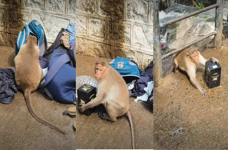ऐसा चालाक बंदर शायद ही देखा होगा! बैग की चेन खोलकर उड़ाई शराब की बोतल, वायरल VIDEO देख नहीं रुकेगी हंसी&nbsp;