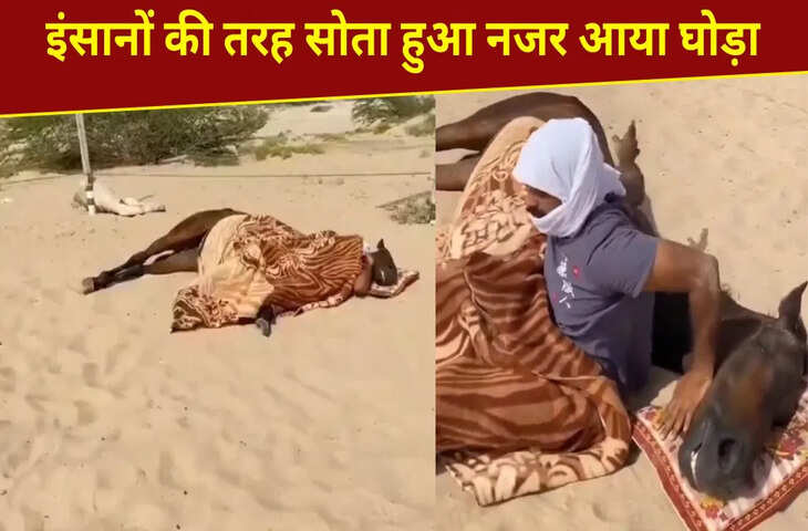 किसी घोड़े को ऐसे सोते हुए देखा है कभी? वायरल VIDEO ने हर किसी को चौंकाया
