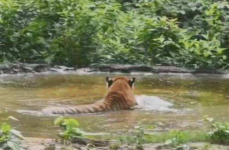 मानसून ने पकड़ी रफ्तार, मुंबई के पास पहुंचा; वीडियो में जाने MP-UP समेत कई राज्यों में बारिश, कई जगह हादसे