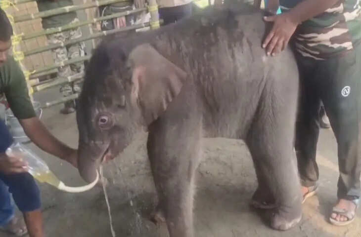 वन विभाग की एक टीम ने 15 दिन के हाथी के बच्चे को बहने से लिया बचा, मां से मिलाया तो सबकुछ हो गया तबाह
