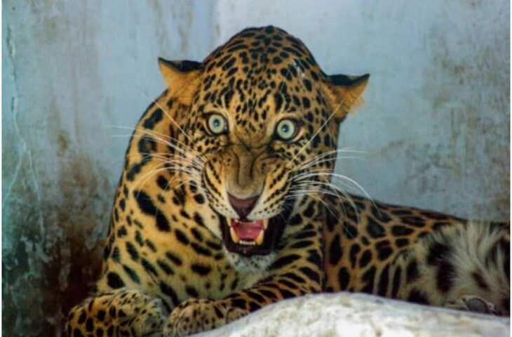 उदयपुर में घर में घुसे लेपर्ड को किया गया रेस्क्यू, 8 घंटे से ज्यादा समय घरों में दूबके रहे लोग