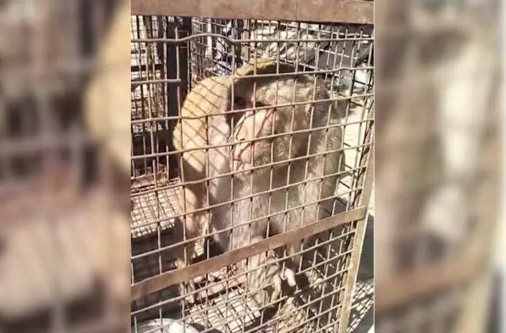 बारां में लाल मुंह वाले बंदरों का आतंक, 1 साल में 50 लोग घायल, नगर परिषद ने पिंजरों में डाला