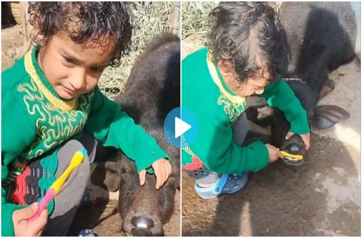 दिल जीत लेगा वीडियो! भैंस को टूथब्रश कराने लगी छोटी बच्ची,&nbsp;क्यूटनेस पर आप भी हार बैठेंगे दिल&nbsp;