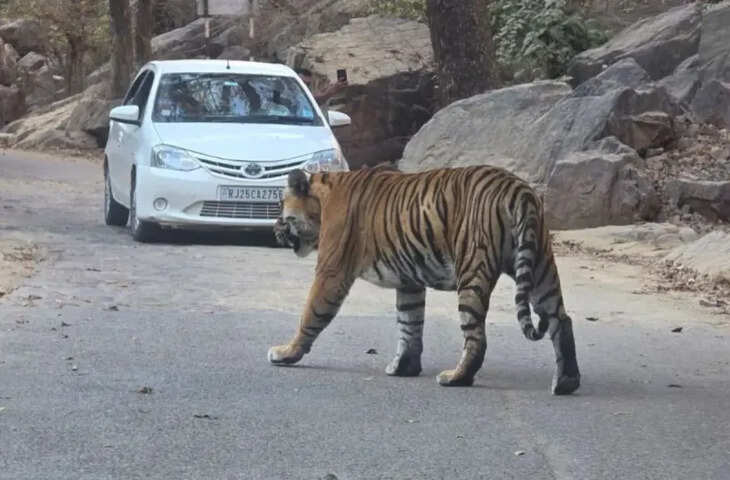 त्रिनेत्र गणेश मंदिर मार्ग पर दिखा टाइगर मलंग, पर्यटकों में मची हलचल