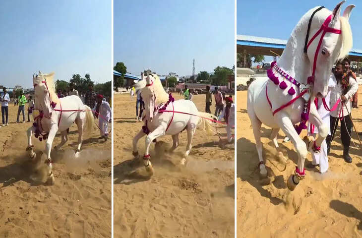 इस घोड़े के ठुमके के आगे बड़े-बड़े डांसर्स फेल, ये वीडियो देखा क्या?