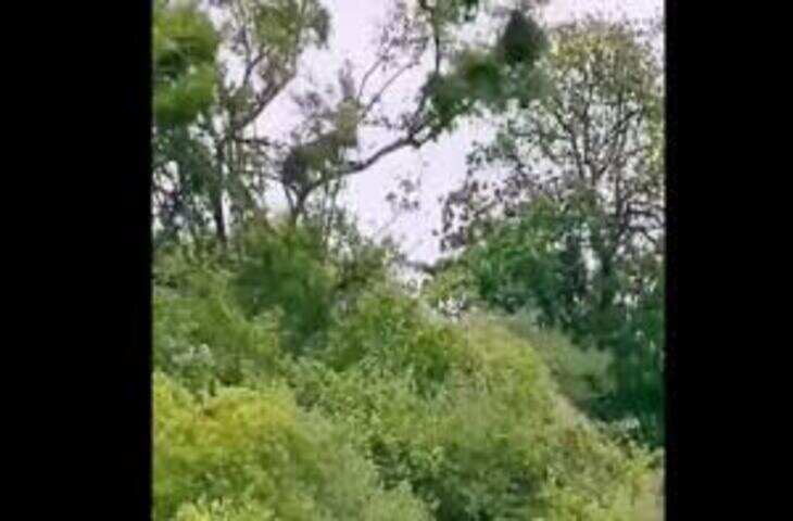 शरारती बंदर को दबोचने पेड़ पर चढ़ा तेंदुआ, मगर उसने वहां भी नानी याद दिला दी 