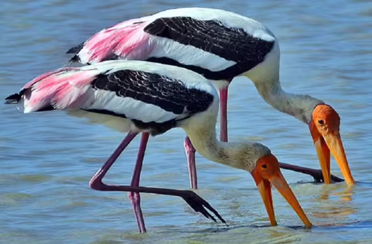 बाह में सर्दियों के आगमन के साथ चंबल सेंचुरी में पक्षियों की चहक, पेंटेड स्टॉर्क ने भी उड़ान भरी