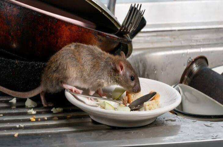 Rat Prevention Tips: किचन में बार-बार आ रहे हैं चूहे? इन आसान उपायों से रोकें उनका रास्ता, नहीं होगी परेशानी