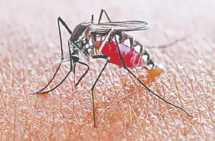 पटना में बढ़ने लगा डेंगू का प्रकोप, 24 घंटे में 10 मरीज मिले; अगस्त में आंकड़ा 61 पहुंचा