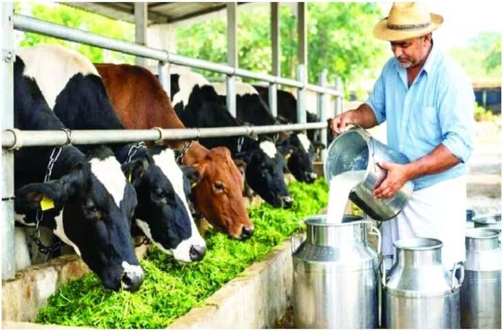 Dairy Business: 10 देसी गायों की डेयरी खोलने पर मिल सकती है 11 लाख रुपये तक की मदद, जानें आवेदन का तरीका