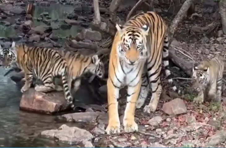 वीडियो में देंखे रणथंभौर का टाइगर फिर पहुंचा आबादी के पास, रामसिंहपुरा में फैली दहशत