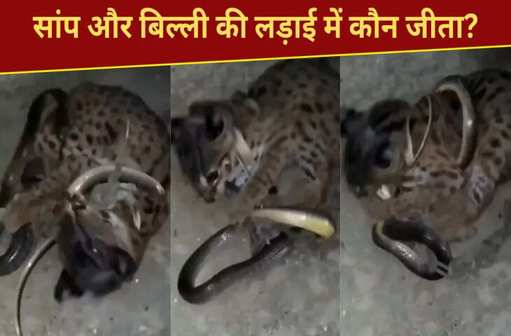 सांप और बिल्ली के बीच छिड़ी जंग, फिर जो हुआ&hellip;वीडियो देख नहीं होगा यकीन