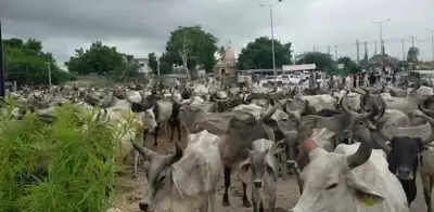 Gujarat राजमार्गों पर हजारों गायों ने यातायात को रोका !