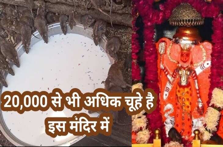 करणी माता मंदिर में कहा जाता है चूहों को दूध पिलाने से पूरी होती हैं हर मनोकामनाएं, वीडियो में भक्तों की जुबानी जानिए सच्ची कहानियाँ