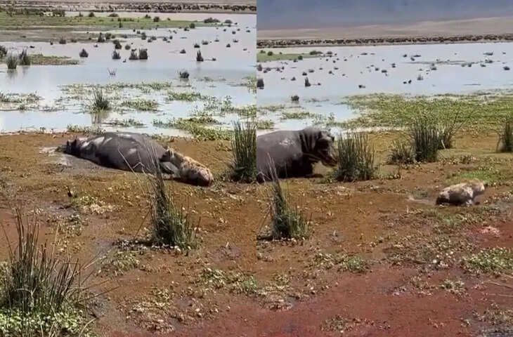  लकड़बग्घे को लगा लग गई &lsquo;लॉटरी&rsquo;, तभी हिप्पो ने जो किया, जान बचाकर भागा शिकारी