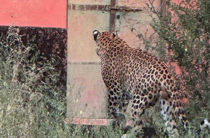 जयपुर में बढ़ रहा लेपर्ड का खतरा, वीडियो में देखें अब बजाज नगर में दिखा, बेखौफ सड़कों पर टहलता नजर आया