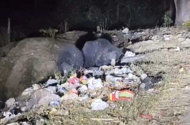भरतपुर के गांव में घुसा भालू, वीडियो में देंखे टीनशेड पर चढ़कर भैंस पर किया हमला करने का प्रयास; ग्रामीणों में मची दहशत