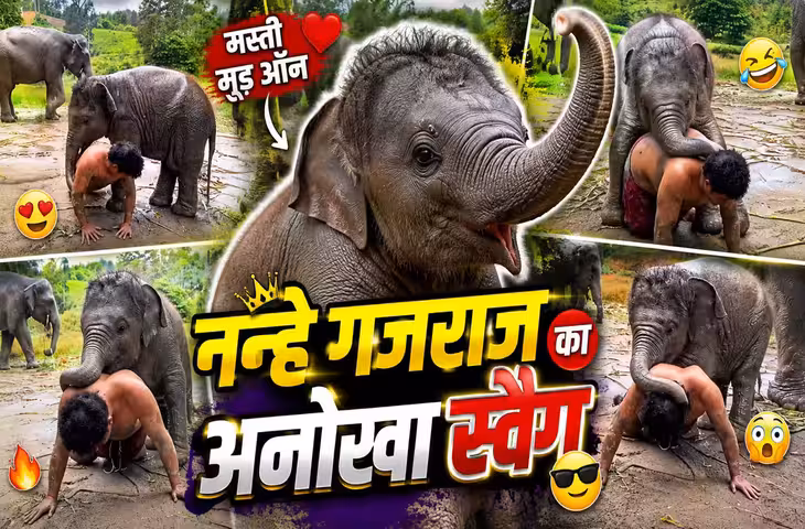 Baby Elephant Viral Video: शख्स के पुशअप देखते ही नन्हे हाथी ने किया कुछ ऐसा, वीडियो बार-बार देख रहे लोग​​​​​​​