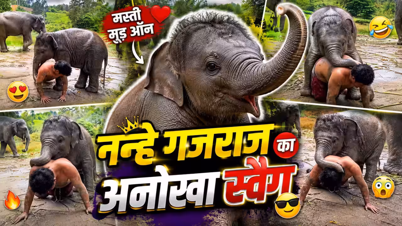 Baby Elephant Viral Video: शख्स के पुशअप देखते ही नन्हे हाथी ने किया कुछ ऐसा, वीडियो बार-बार देख रहे लोग