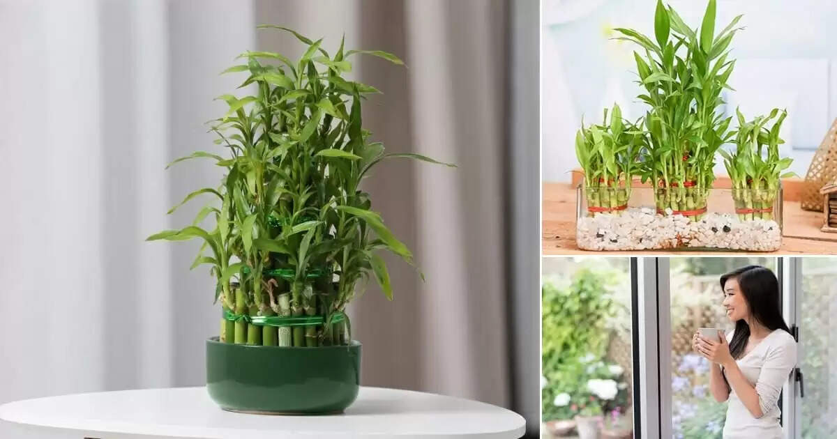 best vastu tips for bamboo plant in home&nbsp;