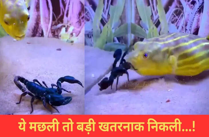 जहरीले बिच्छू को जिंदा खा गई ये मछली, वीडियो में देखें कैसे तड़पा-तड़पाकर मारा