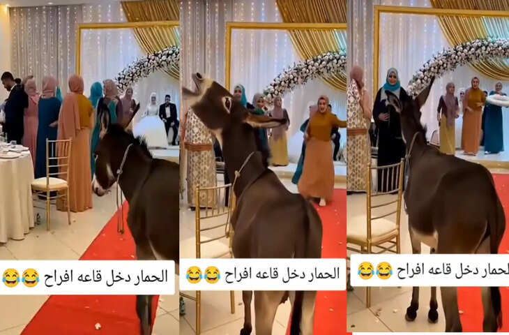 शादी की रस्म में गधे ने किया धमाल, महफिल लूटने वाला वीडियो देख आप भी हंसते-हंसते हो जाएंगे लोटपोट&nbsp;