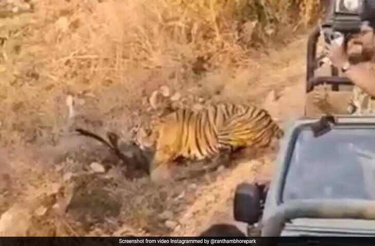 सवाई माधोपुर के पुराने शहर में टाइगर का मूवमेंट, वीडियो में देखें बाघ बाघिन सांभर का शिकार करते हुए कमरे में क़ैद