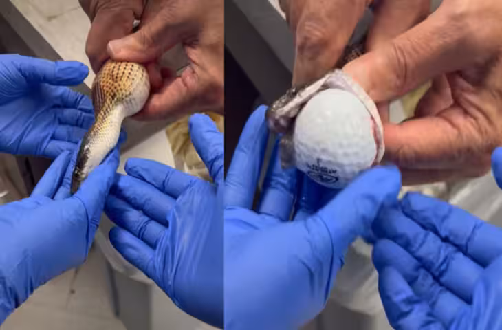 गोल्फ बॉल को अंडा समझ बैठा सांप, पेट में मिलीं तीन गेंदें, रेस्क्यू वीडियो वायरल