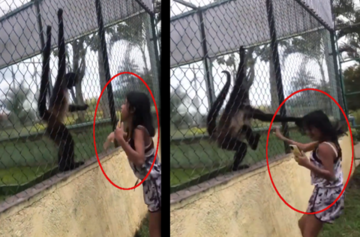पिंजरे में बंद बंदर को परेशान कर रही थी लड़की, तभी जानवर ने सिखाया ऐसा सबक, नहीं रोक पाएंगे हंसी